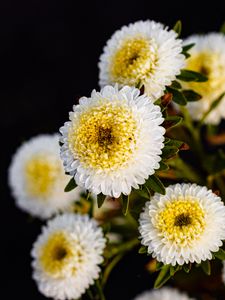 Preview wallpaper chrysanthemums, flowers, white, yellow, autumn