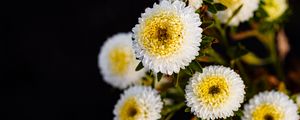 Preview wallpaper chrysanthemums, flowers, white, yellow, autumn