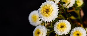 Preview wallpaper chrysanthemums, flowers, white, yellow, autumn