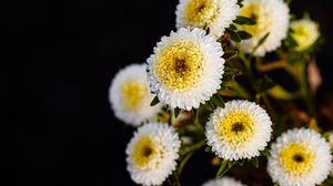 Preview wallpaper chrysanthemums, flowers, white, yellow, autumn