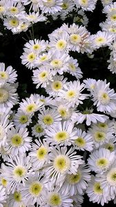 Preview wallpaper chrysanthemums, flowers, white, many