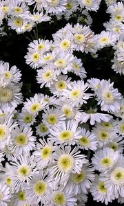 Preview wallpaper chrysanthemums, flowers, white, many