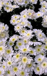 Preview wallpaper chrysanthemums, flowers, white, many