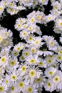 Preview wallpaper chrysanthemums, flowers, white, many