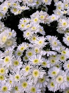 Preview wallpaper chrysanthemums, flowers, white, many