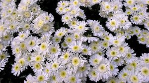 Preview wallpaper chrysanthemums, flowers, white, many