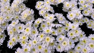 Preview wallpaper chrysanthemums, flowers, white, many