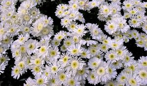 Preview wallpaper chrysanthemums, flowers, white, many