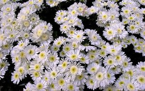 Preview wallpaper chrysanthemums, flowers, white, many