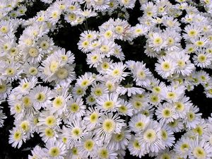 Preview wallpaper chrysanthemums, flowers, white, many