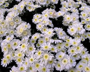 Preview wallpaper chrysanthemums, flowers, white, many