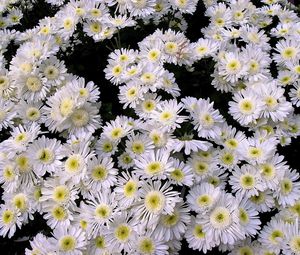 Preview wallpaper chrysanthemums, flowers, white, many