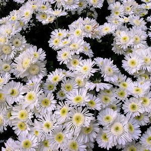 Preview wallpaper chrysanthemums, flowers, white, many