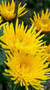 Preview wallpaper chrysanthemums, flowers, yellow, close-up