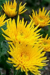 Preview wallpaper chrysanthemums, flowers, yellow, close-up