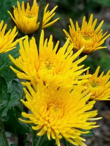 Preview wallpaper chrysanthemums, flowers, yellow, close-up