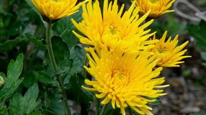 Preview wallpaper chrysanthemums, flowers, yellow, close-up