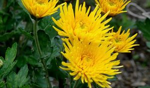 Preview wallpaper chrysanthemums, flowers, yellow, close-up