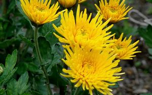 Preview wallpaper chrysanthemums, flowers, yellow, close-up