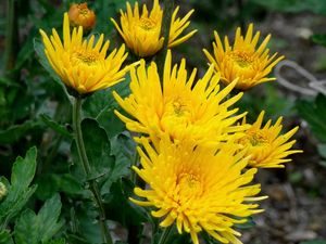 Preview wallpaper chrysanthemums, flowers, yellow, close-up