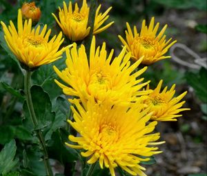 Preview wallpaper chrysanthemums, flowers, yellow, close-up