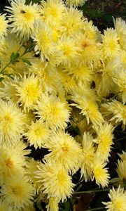 Preview wallpaper chrysanthemums, flowers, yellow, garden