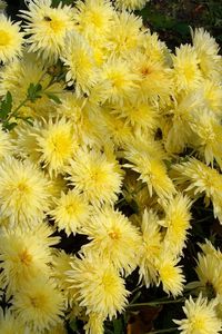 Preview wallpaper chrysanthemums, flowers, yellow, garden