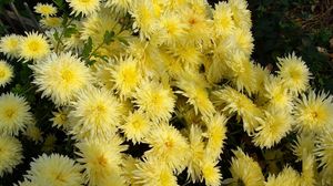 Preview wallpaper chrysanthemums, flowers, yellow, garden