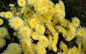 Preview wallpaper chrysanthemums, flowers, yellow, garden