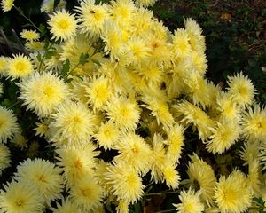 Preview wallpaper chrysanthemums, flowers, yellow, garden