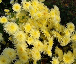 Preview wallpaper chrysanthemums, flowers, yellow, garden