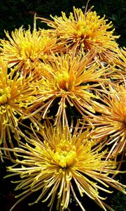 Preview wallpaper chrysanthemums, flowers, yellow, grass