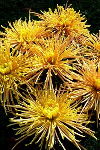 Preview wallpaper chrysanthemums, flowers, yellow, grass