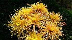 Preview wallpaper chrysanthemums, flowers, yellow, grass