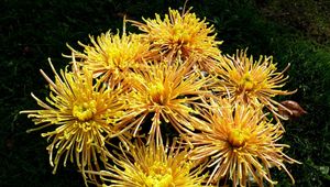 Preview wallpaper chrysanthemums, flowers, yellow, grass