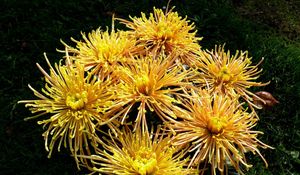 Preview wallpaper chrysanthemums, flowers, yellow, grass