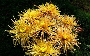 Preview wallpaper chrysanthemums, flowers, yellow, grass