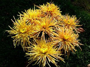 Preview wallpaper chrysanthemums, flowers, yellow, grass