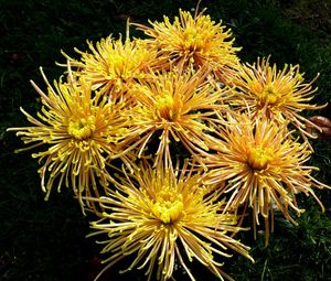 Preview wallpaper chrysanthemums, flowers, yellow, grass