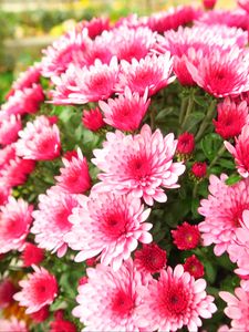 Preview wallpaper chrysanthemums, petals, flowers, pink