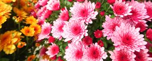 Preview wallpaper chrysanthemums, petals, flowers, pink