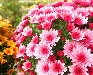 Preview wallpaper chrysanthemums, petals, flowers, pink