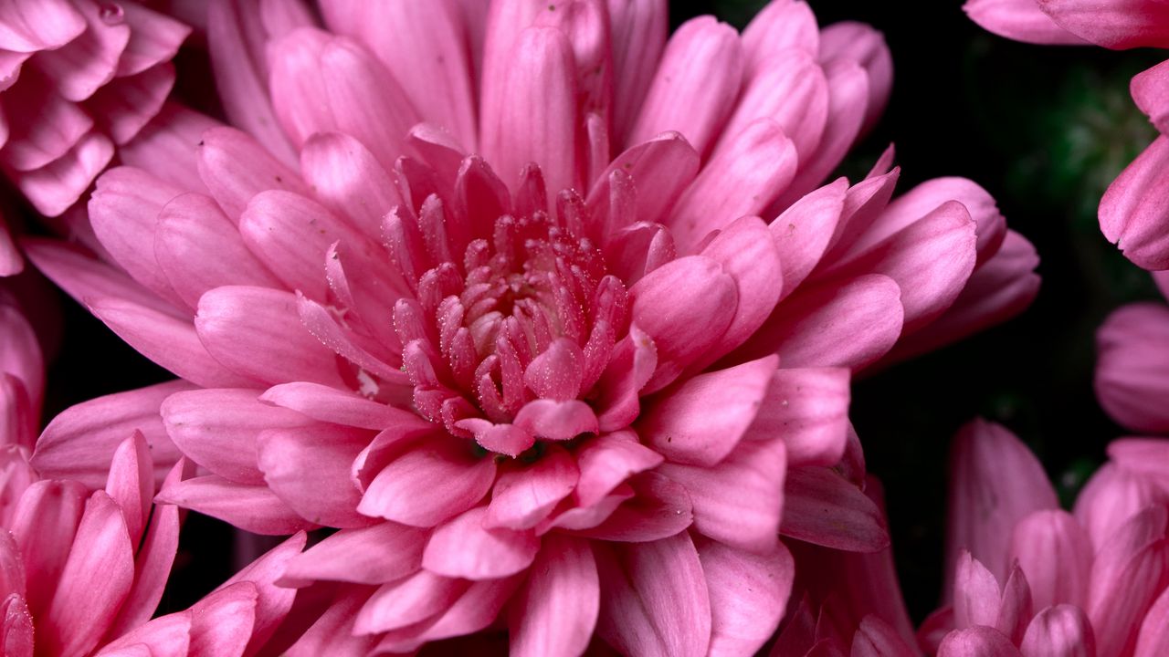 Wallpaper chrysanthemums, pink, flowers, wet, dew hd, picture, image