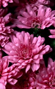 Preview wallpaper chrysanthemums, pink, flowers, wet, dew