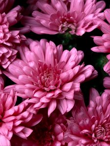 Preview wallpaper chrysanthemums, pink, flowers, wet, dew