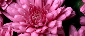 Preview wallpaper chrysanthemums, pink, flowers, wet, dew