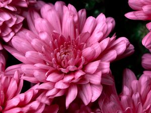 Preview wallpaper chrysanthemums, pink, flowers, wet, dew