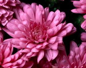 Preview wallpaper chrysanthemums, pink, flowers, wet, dew