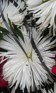 Preview wallpaper chrysanthemums, roses, flowers, bouquet, close-up