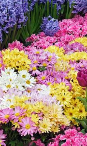 Preview wallpaper chrysanthemums, tulips, flower, flowerbed, beauty